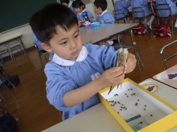 オクラの種採り④