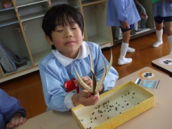 オクラの種採り⑤