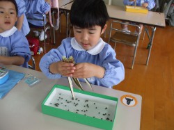 オクラの種採り③