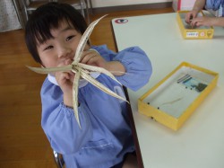 オクラの種採り⑥