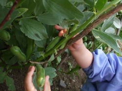 夏野菜苗植え⑯