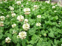 夏野菜苗植え⑥