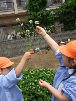 夏野菜苗植え⑧