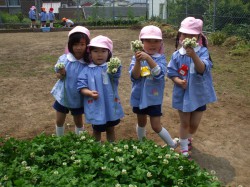 夏野菜苗植え⑦