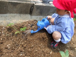 夏野菜苗植え④