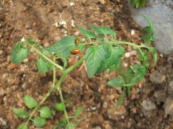 夏野菜苗植え⑤
