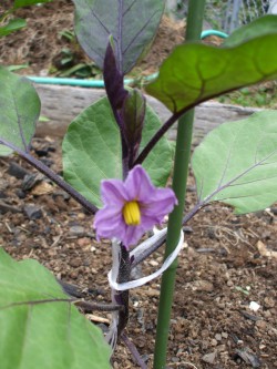 ナスの花が咲きました