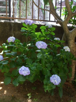 紫陽花①