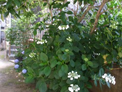 紫陽花③