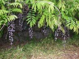 つつじや藤の花を見ながら、聖徳寺の道場へ
