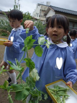エンドウマメ収穫　「こんなに長いよ！」