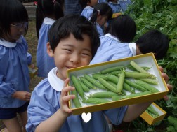 エンドウマメ収穫　「たくさんとれたよ！」