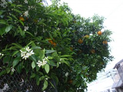 みかんの木にも花が満開