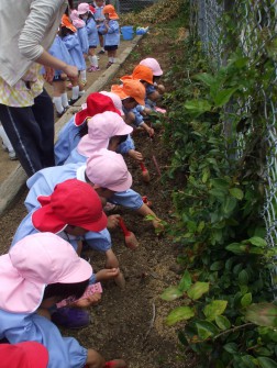 夏野菜の苗植え　穴を掘って・・・