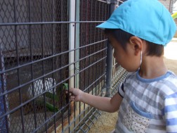 パピークラブ　ウサギにエサをやったり・・・