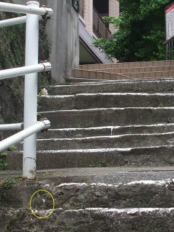 こんな所に咲いています