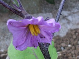 ナスビの花が咲きました