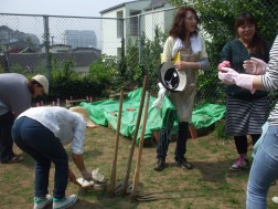 発酵した生ゴミを畑へ④