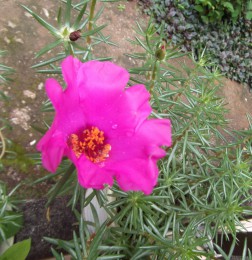 お日様が大好きなお花
