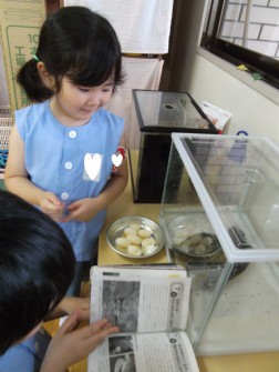 亀の図鑑を開いている子もいました