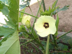 オクラの花