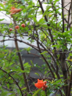 今年はたくさん花が咲きました