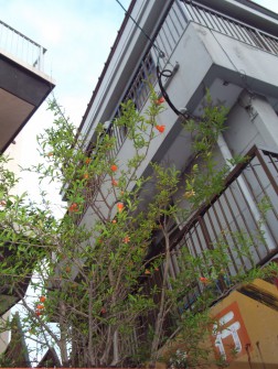 ざくろの花が・・・