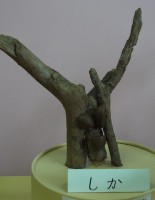 木の枝や木の実で①