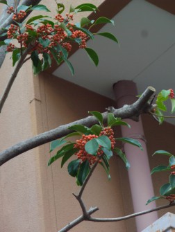 木の実も色づき・・・