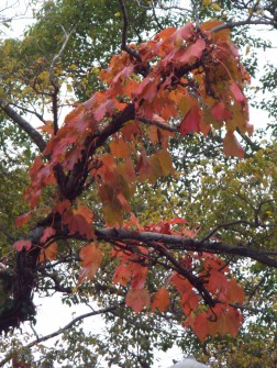 葉っぱも紅葉して