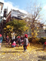 銀杏が降ってきた！③