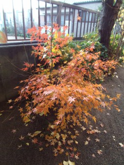 もみじの紅葉が鮮やかです