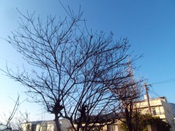 すっかり葉を落してしまいました
