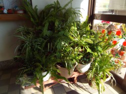 玄関の中の観葉植物