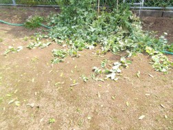 食い荒らされたエンドウ豆とソラ豆④