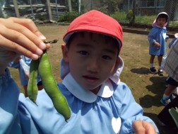 ソラ豆の収穫②