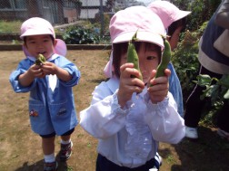 ソラ豆の収穫③
