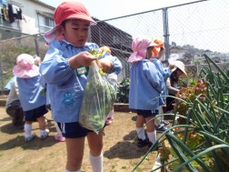 ソラ豆の収穫⑥