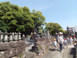 さわやかな“楠若葉”