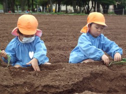 畝のてっぺんを少し掘って・・・