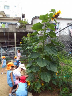 ひまわり③