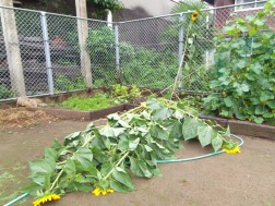 雨と風で・・・①