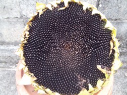 ヒマワリの種①