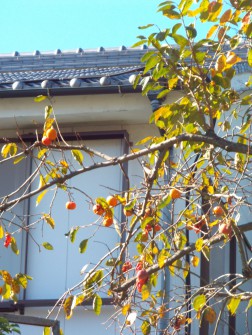柿の実