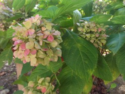 アジサイの花