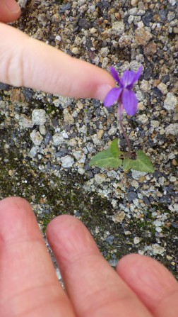 「すみれの花、見つけた！」