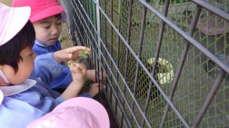 「うさぎさん、食べて」