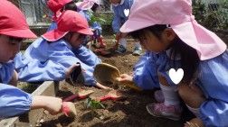 土をかぶせて植付け完了