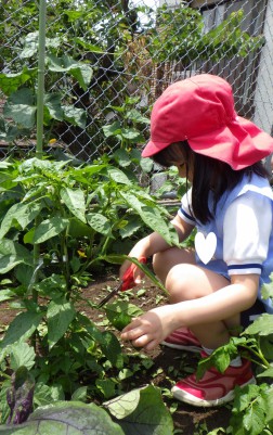 野菜収穫　ピーマン