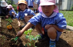 夏野菜の苗植え①